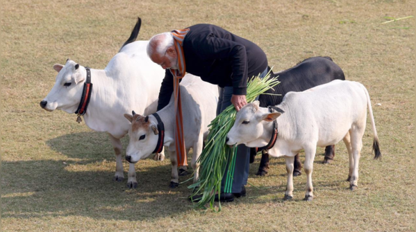 Feeding cows on Makar Sankranti