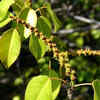 Article image for: Manchineel Tree