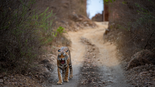 7 wildlife species you should look out for when in Ranthambore National Park