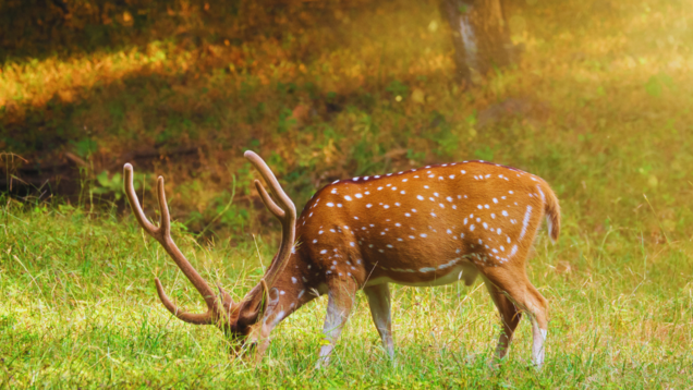 7 wildlife species you should look out for when in Ranthambore National Park