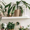 10 beautiful plants that are available for free in nature | Times of India