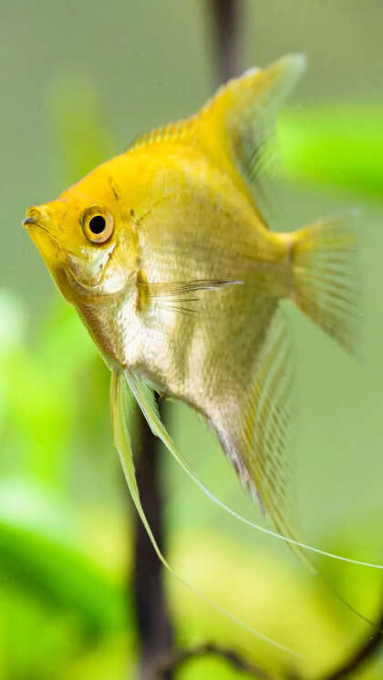 8 golden aquarium fishes that are not goldfish