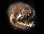 ​Deep sea creature bears striking resemblance to real-life Venom!​
