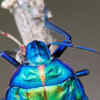 Article image for: Jewel beetle