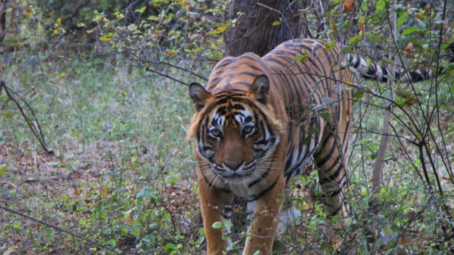 Ranthambore National Park: A quick guide on types of safaris and how to book safari tickets