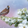 ​'Winter Pink' by Alan Murphy