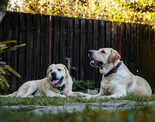 ​Why labradors make great pets and how to care for them properly​