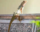 ​Keeping lizards as pets and exploring their fascinating behaviours and unique characteristics​