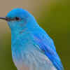 Article image for: <i class="tbold">mountain</i> Bluebird