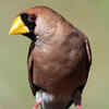 Article image for: Masked Finch