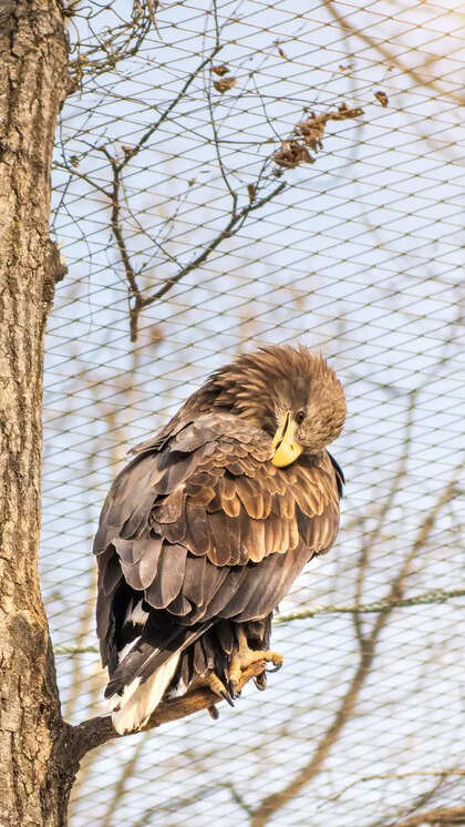 What is the Strongest Bird