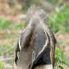 Article image for: <i class="tbold">giant</i> Anteaters