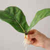 Fig leaf