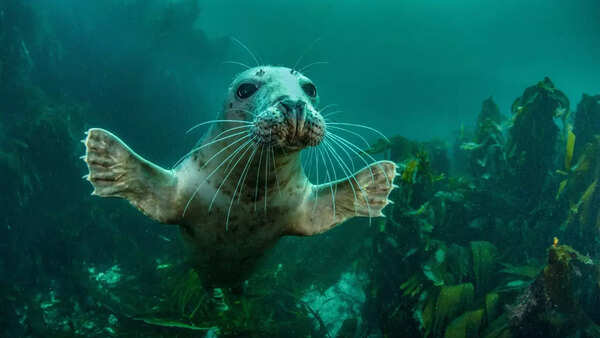 Seal