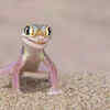 "Gecko Fashion Model" by Michela Bordoli