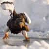 "The Speed Skater" by Mark Meth-Cohn