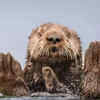 Otter Guru by Charles Janson