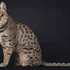 Savannah Cat