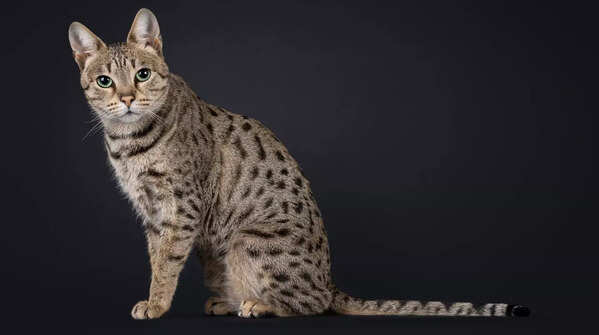 Savannah Cat