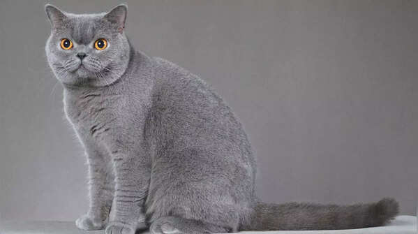 British Shorthair