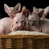 The Sphynx
