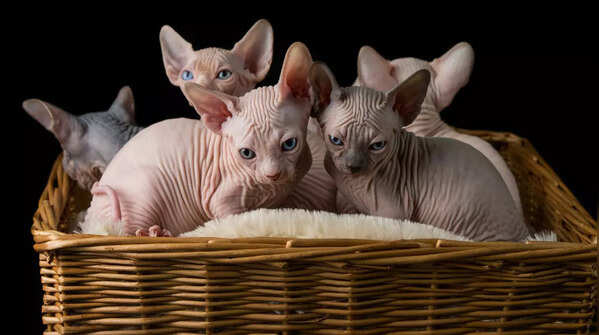 The Sphynx