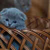Russian Blue