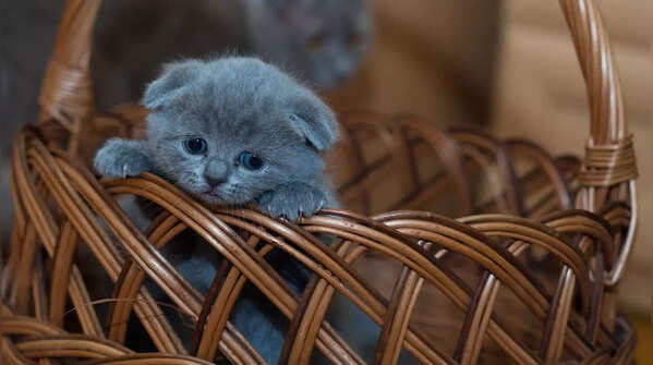 Russian Blue