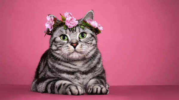 Most expensive pet cats