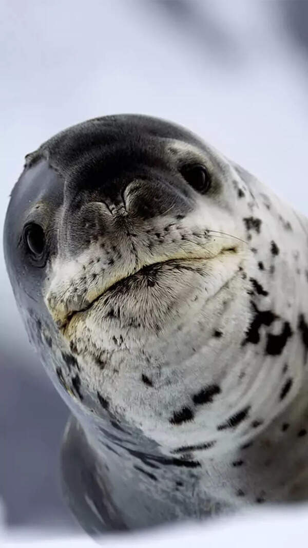 Seal
