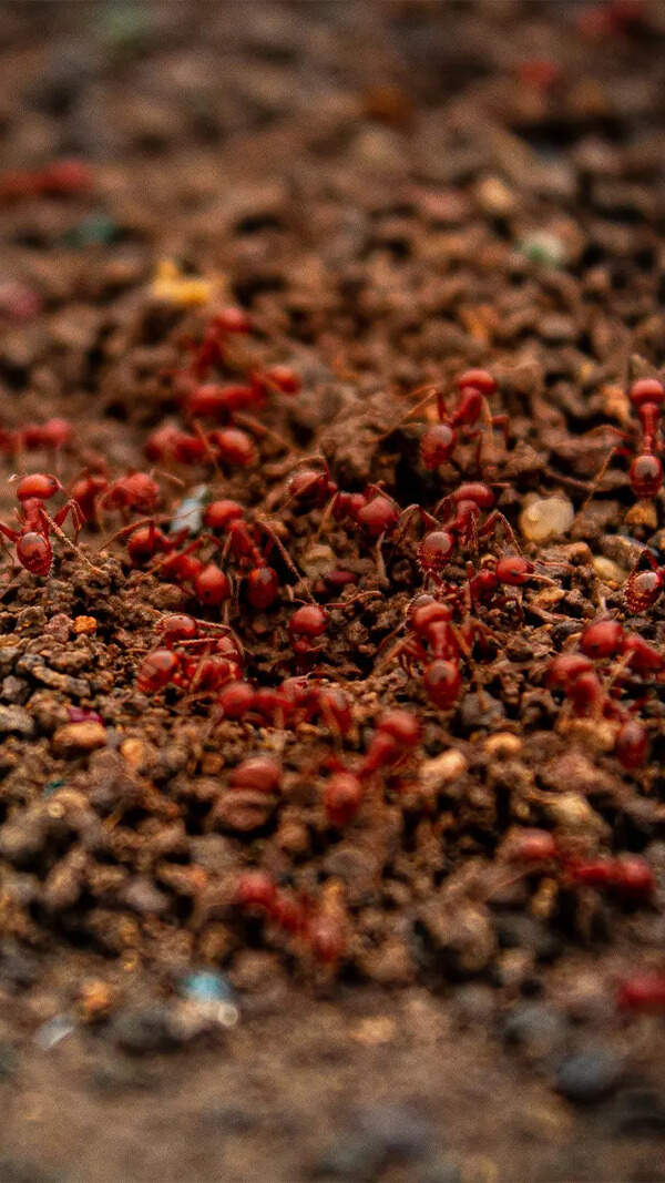 Ant Photos