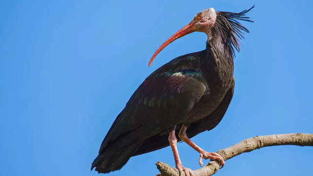 Bird species make remarkable return to European skies after 300 years