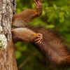 Squirrel Blocked by Milko Marchetti
