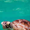 Article image for: <i class="tbold">turtles</i>