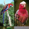 Beautiful Pet Parrots
