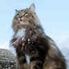 Norwegian Forest Cat