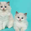 Ragdoll