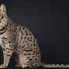 Savannah