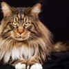Maine Coon