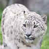 Article image for: <i class="tbold">snow leopard</i>