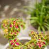 10 plants that can be grown without soil (you only need water!) | Times of  India