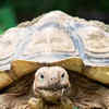 Article image for: <i class="tbold">tortoise</i>
