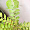 How to make your 'Curry patta' plant grow faster | Times of India
