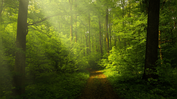 Drawing Study Inspiration from Nature