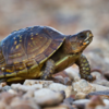 Slow Study: The Tortoise’s Wisdom
