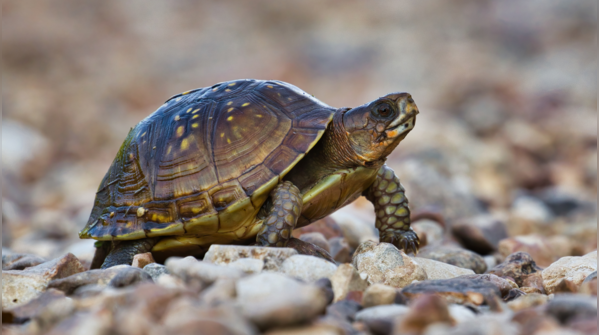 Slow Study: The Tortoise’s Wisdom