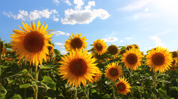 The Power of Patterns: The Fibonacci Sequence