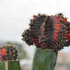 Article image for: Moon <i class="tbold">cactus</i>