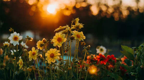 Flowers and their sacred nature
