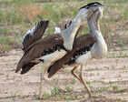 ​Discover the bird with a prehistoric roar​